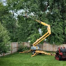 How Our Tree Care Process Works  in Fairfield University, CT